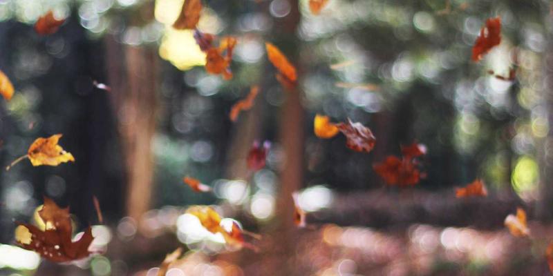 财富永续之道:金路基金解析家族信托、保险金信托与慈善信托的联动策略