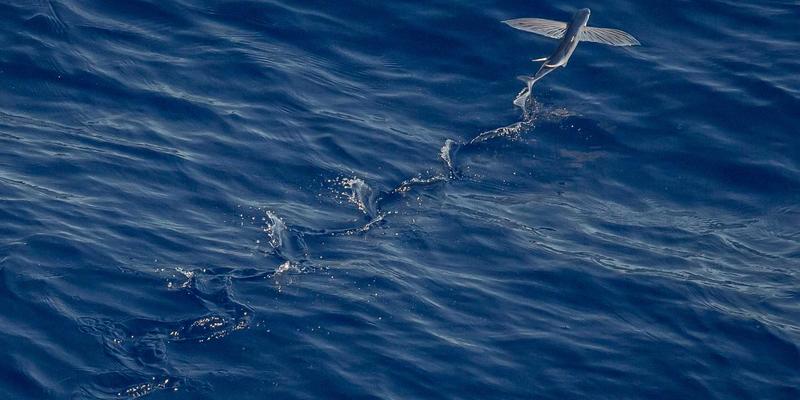 金路基金全球视野：巧用QDII与海外互认基金，构建抗风险财富堡垒